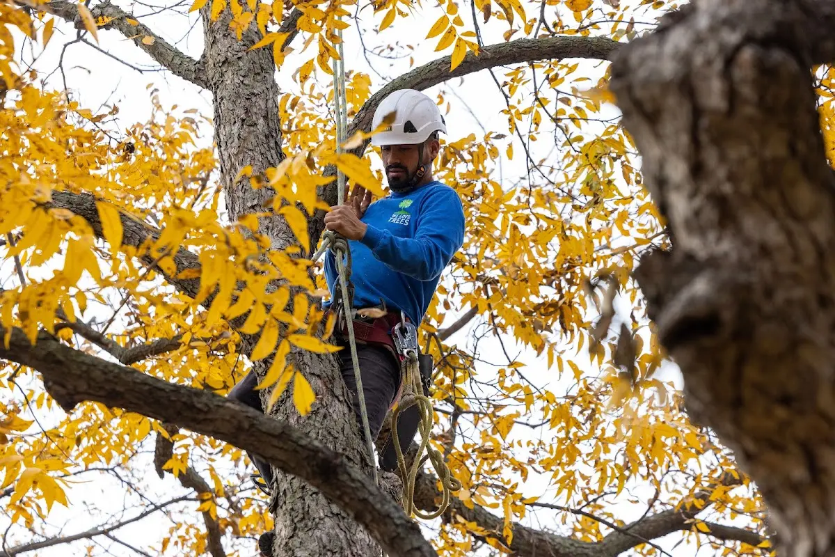 Skilled Tree Trimming crew working in Sultana